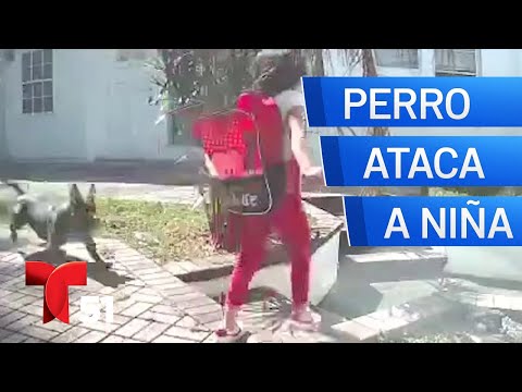 Cámara capta ataque de perro a niña de 8 años