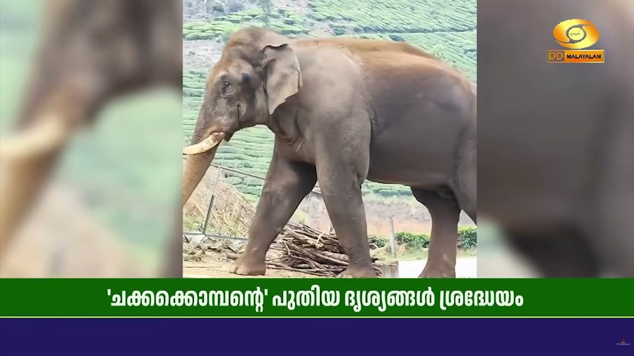 ചിന്നക്കനാലിലെ സ്ഥിരം സാന്നിധ്യമായ കാട്ടാന 'ചക്കക്