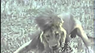 Lion with canine distemper has seizure