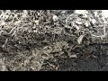 Ants Found in the Mulch in Far Hills, NJ
