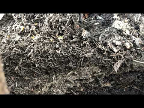 Ants Found in the Mulch in Far Hills, NJ