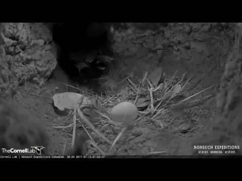 Incubation Break for the Female Cahow – Jan. 13, 2017