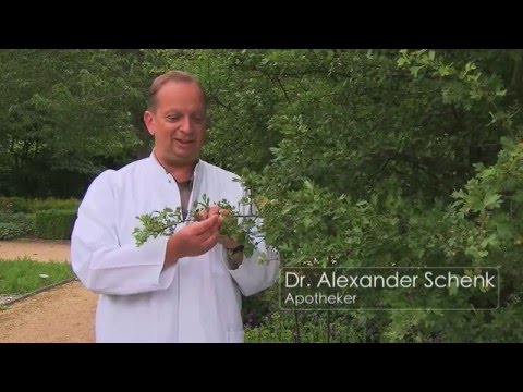 Weißdorn (lat. Crataegus)