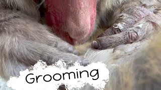 淡路島モンキーセンター