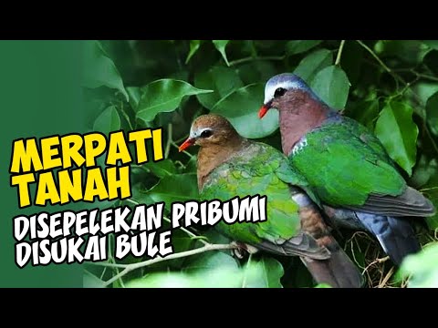 GROUND PIGEONS ARE OFTEN UNDERESTIMATED AT HOME, BUT THEY'RE A PRIMA DONNA ON THE BLUE CONTINENT ...