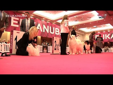 Eukanuba Champion Stakes Final 2015