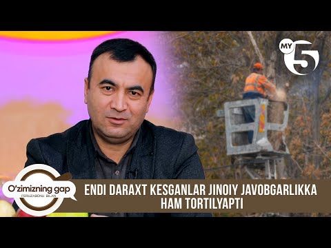 Endi daraxt kesganlar jinoiy javobgarlikka ham tortilyapti | O'ZIMIZNING GAP