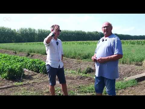 Balmazújvárosi szegedi kertészet megtekintése