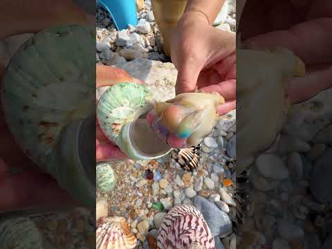 Giant Pearl Scallops vs. Freshwater Snails: Which Makes More Pearls?
