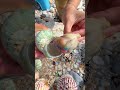 Giant Pearl Scallops vs. Freshwater Snails: Which Makes More Pearls?