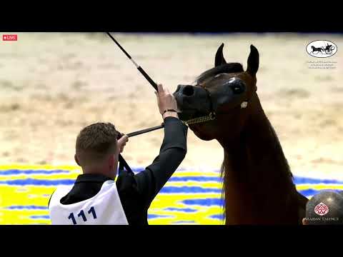 N 111 RAWAN ALHAWAJER   Dubai International Arabian Horse Championship 2022   Colts 3 years old Clas