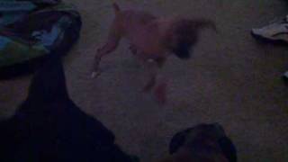 Trying to get Hammer to play.