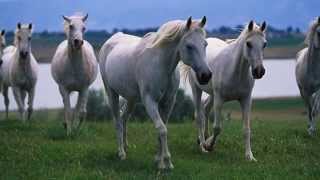 ✿♪♫ Belinda Carlisle -✿♪♫ Runaway Horses ✿♪♫