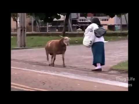 Animal Thug Life Compilation