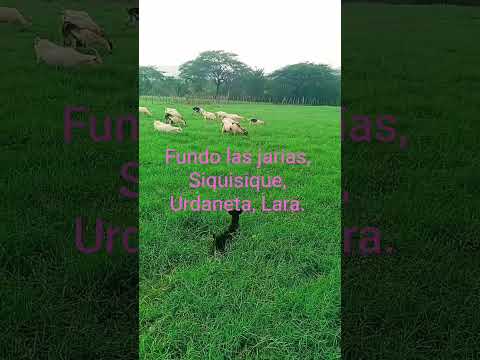 Fundo las jarias, Siquisique Urdaneta, Lara