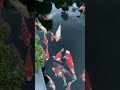 Ikan Hias Laut Yang Damai