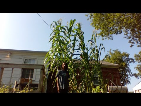 , title : 'OMG!! HOW I GREW THE WORLD'S TALLEST CORN IN MY BACKYARD GARDEN FROM SEED | Easy Tips for Growing It'