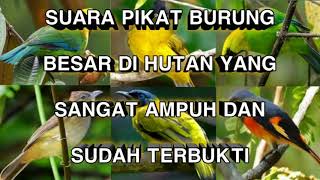 Download lagu suara burung ribut sama suara kutilang kecepit ampuh buat pikat di mana saja 💯% mp3 Download lagu suara burung ribut sama suara kutilang kecepit ampuh buat pikat di mana saja 💯% mp3