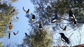 Download lagu THERAPY Pikat Murai Batu Kacer Hutan RELAXING mp3