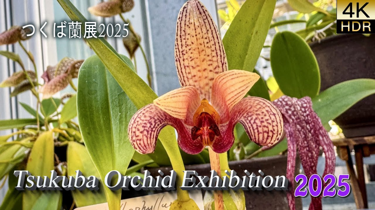 【Rare Wild Orchids!】 Tsukuba Orchid Exhibition 2025 at a World-Class Conservation Center.つくば蘭展2025.