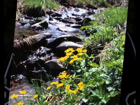 Jodlerklub Edelweiss Untersiggenthal