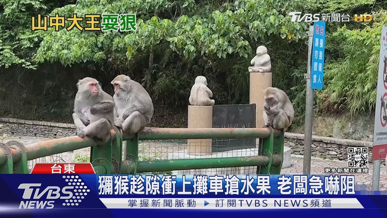 獼猴趁隙衝上攤車搶水果 老闆急嚇阻