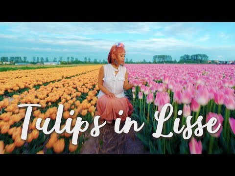 Tulip Fields in Lisse (FAM Flower Farm), Netherlands
