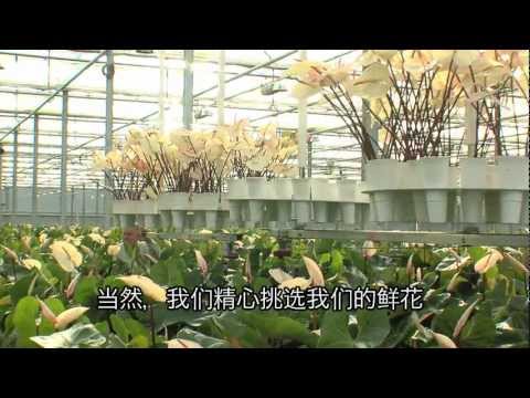Anthuriums Kwekerij Wijnen the Netherlands (Chinese version)