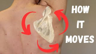Understanding Scapular Movement | Physio Explains How the Shoulder Blade Moves