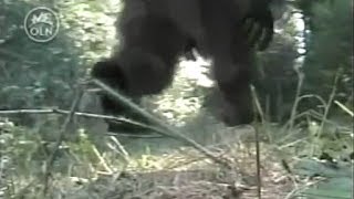 CALIFORNIA CREEK DEVIL (REAL BIGFOOT DOCUMENTARY)