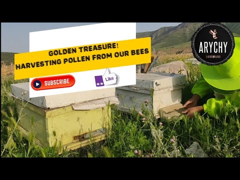 Curious About Harvesting Bee Pollen? Let's Use a Pollen Trap! #BeekeepingQuestions #PollenCollection