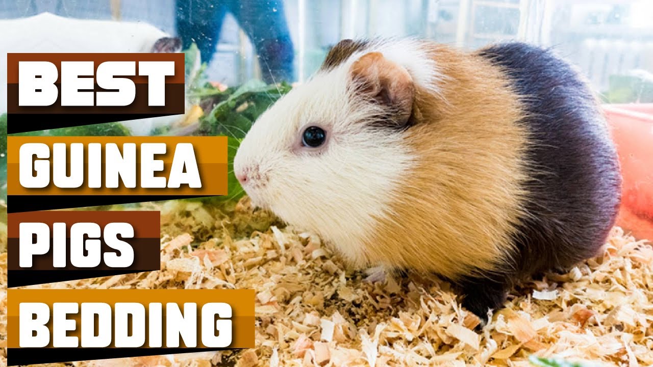 Making Your Guinea Pig's Dreams Come True: The Best Bedding Options