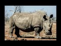 rhinoceros sounds vol 2