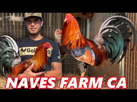 Sweater Hatch Kelso NAVES FARM California - Beautiful Birds