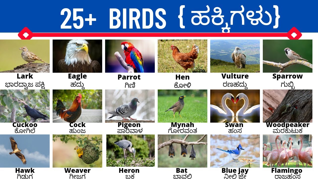 Birds ( ಹಕ್ಕಿಗಳು), spoken English Kannada, vocabulary.