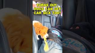 Unique Fact: Dogs Can Get Car Sick Too! #shorts