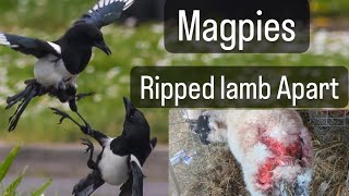 Pet lamb ripped apart by Birds, sheep farming #sheep #lambs #lambing #shepherd #animal #farmlife