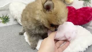 ポメラニアンの動画02