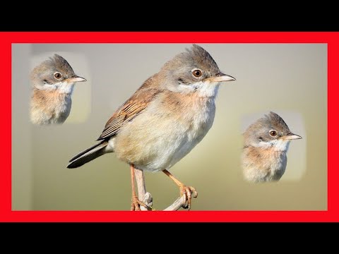 Penica obyčajná — scratch song a flight song display