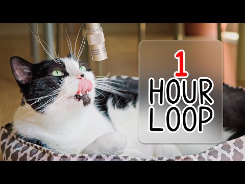 🎧 ASMR Cat Grooming #91 (1 hour loop)