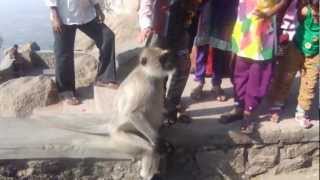 preview picture of video 'Monkey feeding in India'