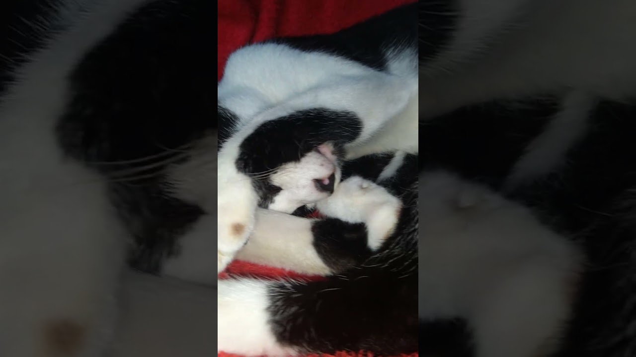 YouTube video preview