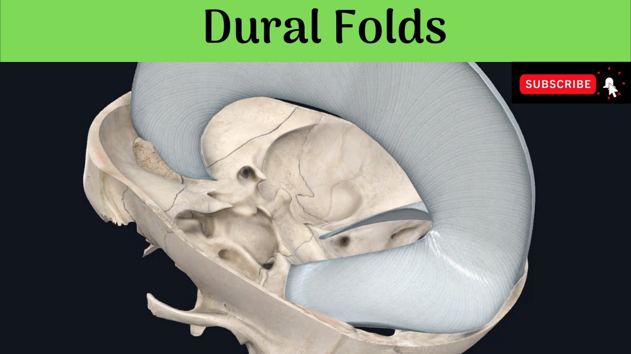 Dural Folds | Falx cerebri | Tentorium cerebelli | Falx cerebelli | Diaphragma sella | Attachments |