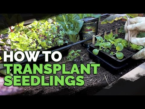 How to Transplant Seedlings My High Density Method