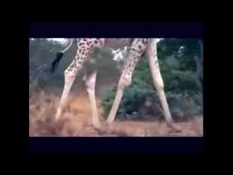 白いキリン』予告編（ファンメイド (The White Giraffe Trailer (fanmade))