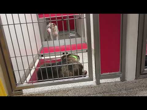 Winnie-back-lite 2y A867482 Tyre 1y A873358 kennel 173 PACC shelter Winnie chose me2blame20250716634