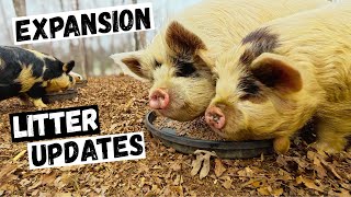 A Big Day on the Farm | Land Expansion & Spring Litter Updates