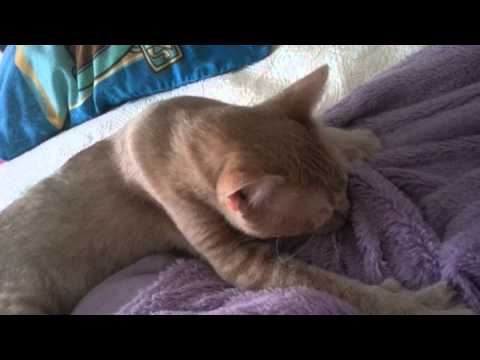 Cat Sir Williams Nursing Blanket
