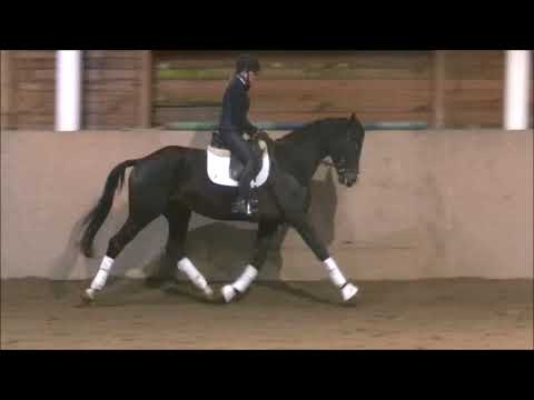 5 yo mare by Don Olymbrio SOLD