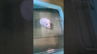 おもち、またね！